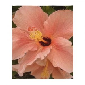 Peach Hibiscus Flower painted on Designer Throw