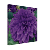 Purple Dahlia Canvas side view