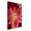 big pink lily with green center on canvas