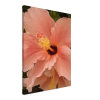 Airbrushed Peach Hibiscus Flower closeup on canvas