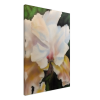 airbrushed white iris canvas with pink peach and green background on canvas