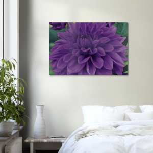 Purple Dahlia Canvas