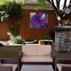 Purple Dahlia Acrylic Print in outdoor setting on patio