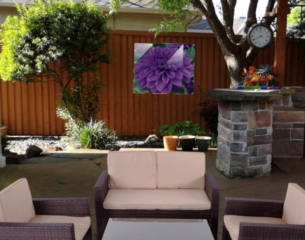 Purple Dahlia Acrylic Print in outdoor setting on patio