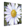 white daisy with yellow center on a canvas side view